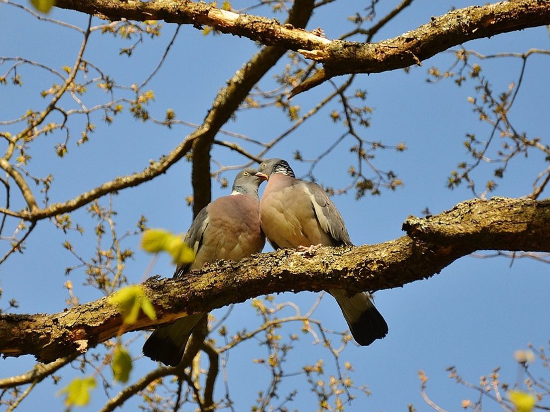 Vogels en de liefde
