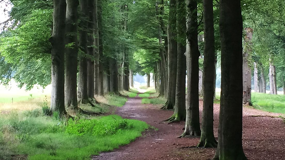 Volgens de eigenaren zijn de bomen dood, ziek of in een te slechte staat