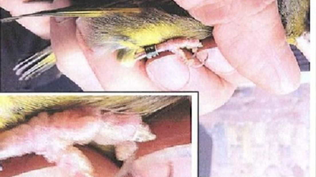 Gevonden vogels in Hoogeveen (Rechten: politie.nl)