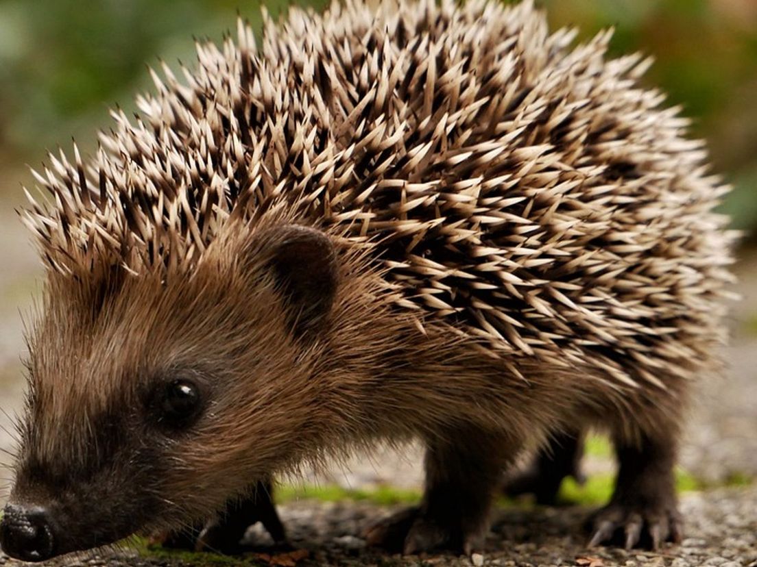 De egel telt ook mee voor de Bioblitz