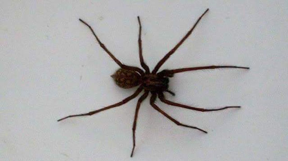 Duizend spinnen in je huis? Het zou zomaar kunnen!