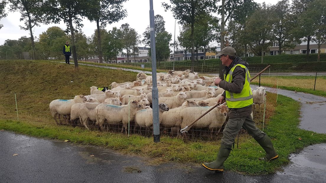 Met 525 schapen op pad 'ze hebben een goed kuddegedrag'