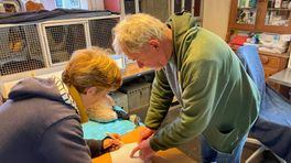 Zorgen nu vogelgriepvirus ook zoogdieren besmet: 'Houd je hond aangelijnd als je de natuur ingaat'
