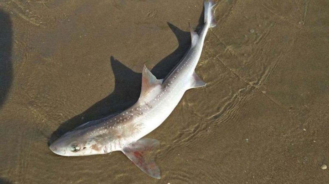 De gladde gevlekte haai die op het strand is aangespoeld