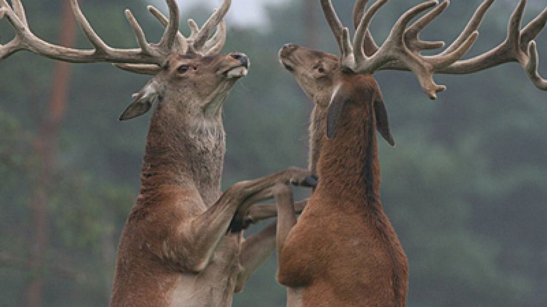 40% meer edelherten op Hoge Veluwe