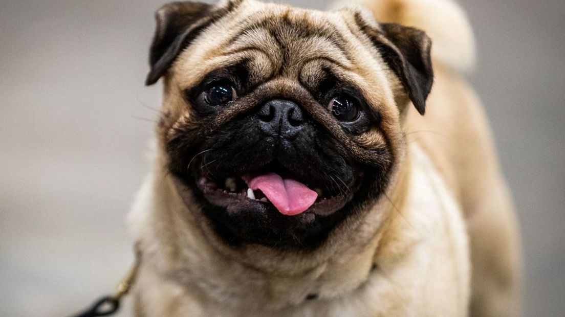 Honden met een korte snuit hebben veel last van gezondheidsproblemen