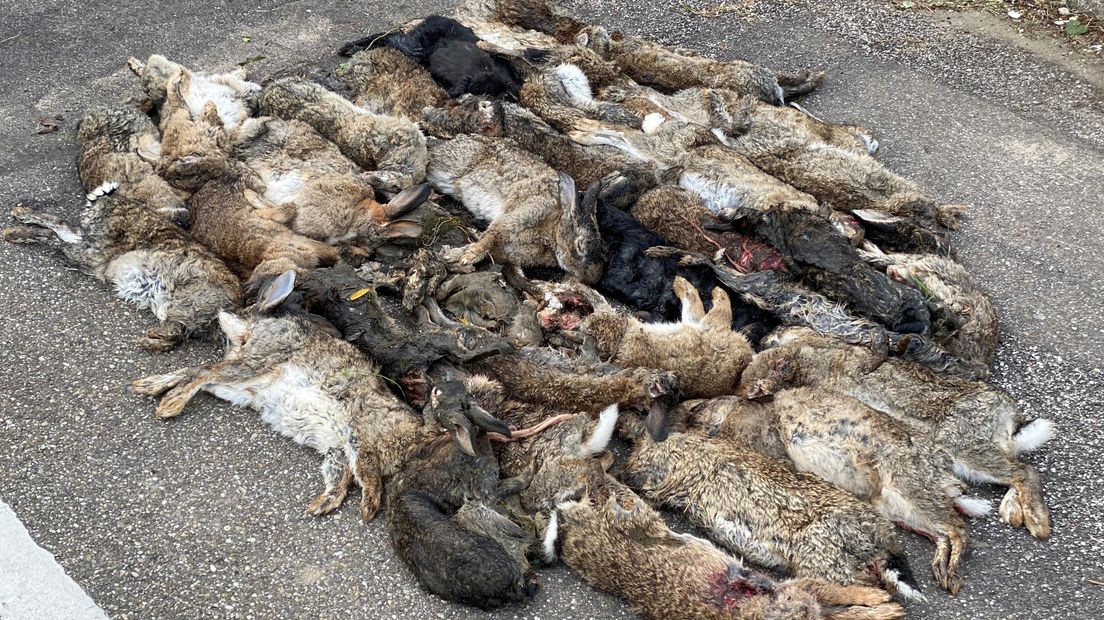 Er werden tientallen dode konijnen tegelijk gevonden