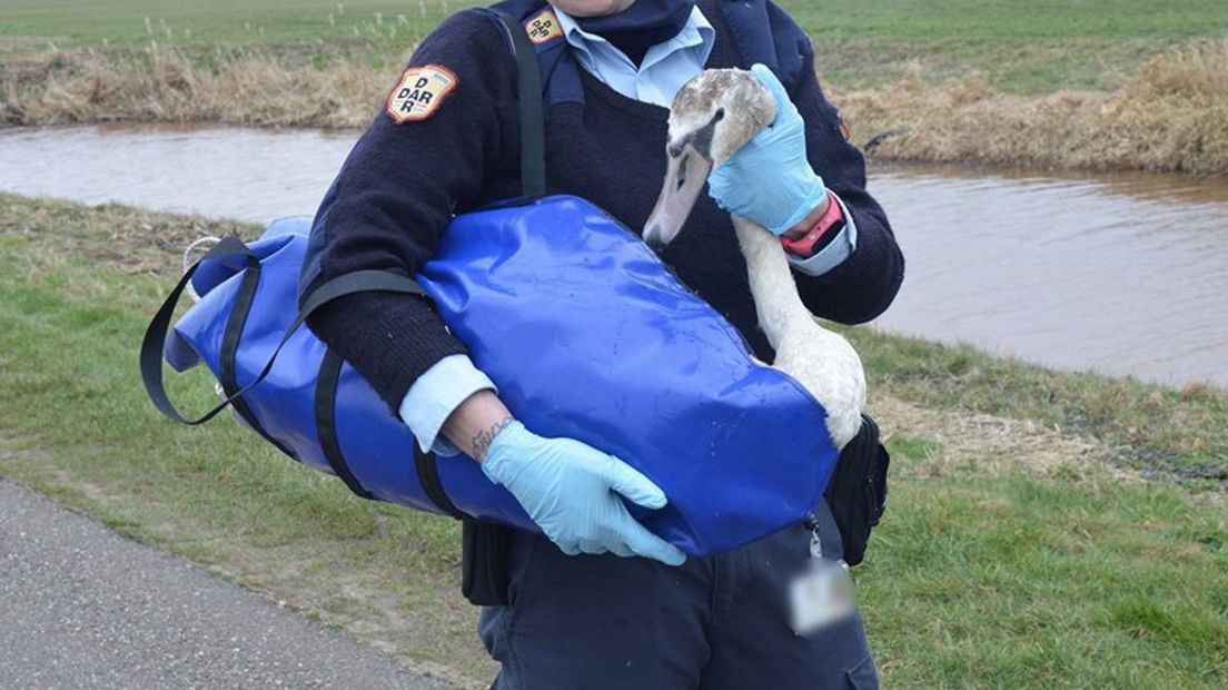 Een medewerker van de dierenambulance helpt een zwaan