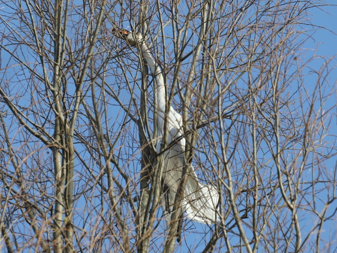 Klemzittende zwaan in boom overleden op Segbroeklaan