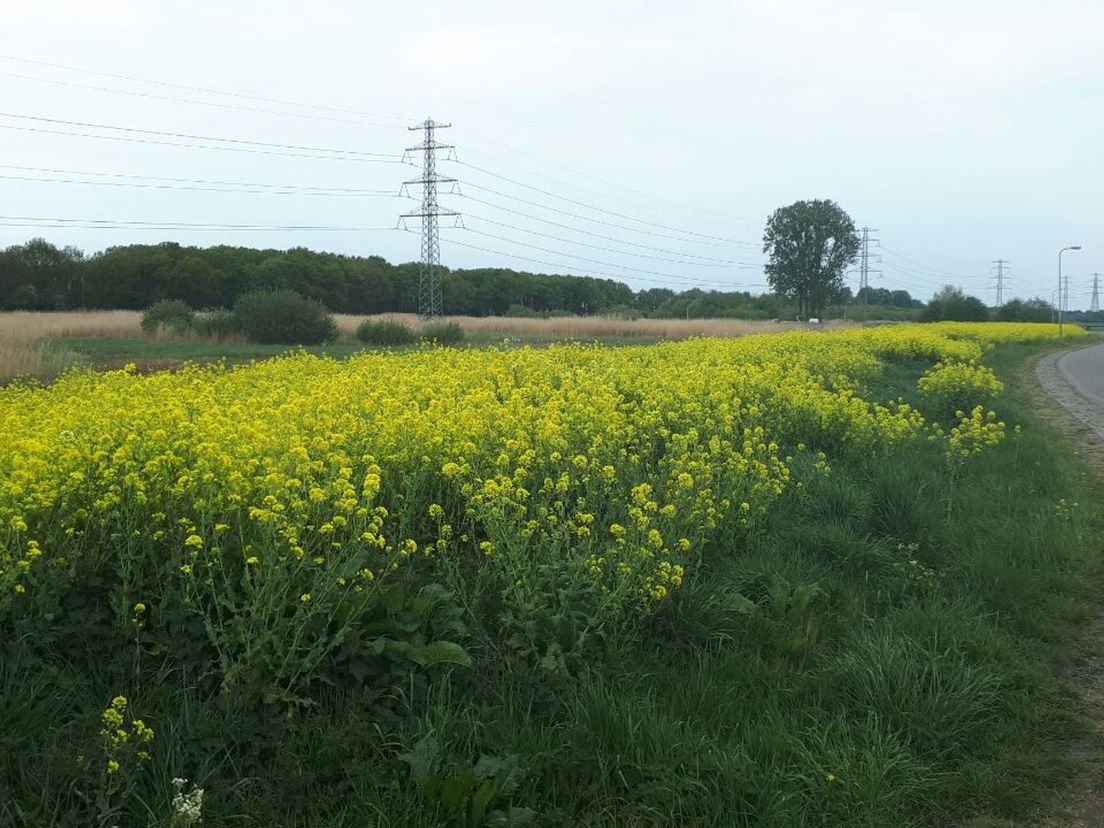 De bermen in een gele bloemenpracht (Rechten: RTV Drenthe/Greetje Schouten)
