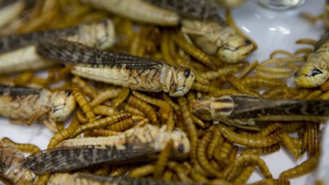 Insectenkookboek Wageningse wetenschappers in de prijzen