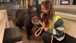 Raadslid laat pony achter op terras, fractie CDA gaat in overleg