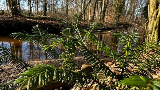 Uitgestorven gewaande boomsoort duikt op in Achterhoek