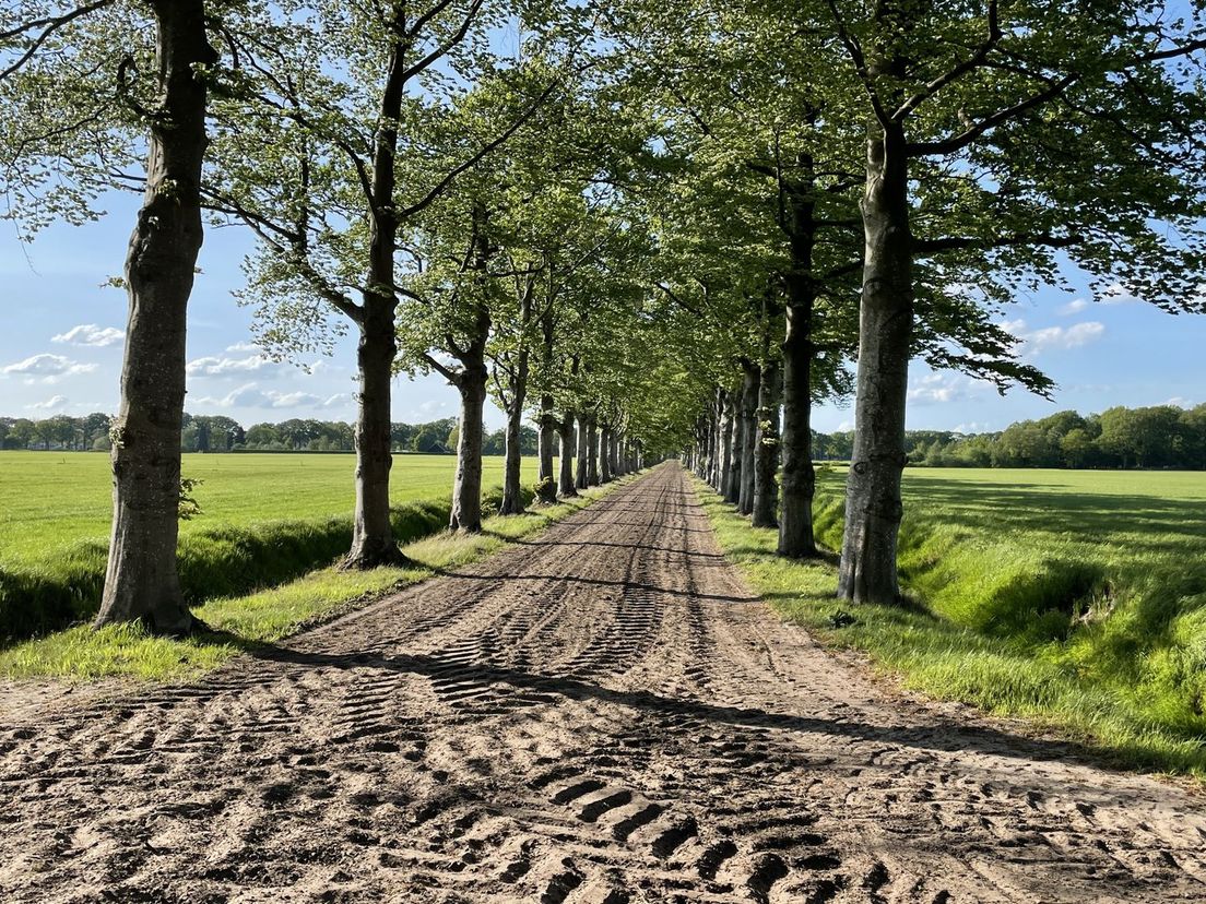 Een rij laanbomen in de gemeente Westerveld