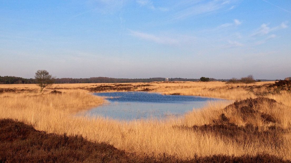 Geniet van de herfst op het Dwingelderveld (Rechten: Free Nature Images/Hans Dekker)