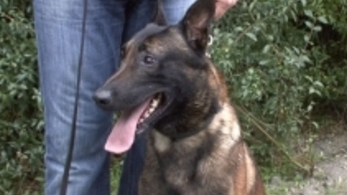 Politiehond (archief)