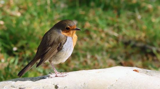 Kbv-tje, Mibo en Robo: vogelaars zijn gek op afkortingen en wel hierom