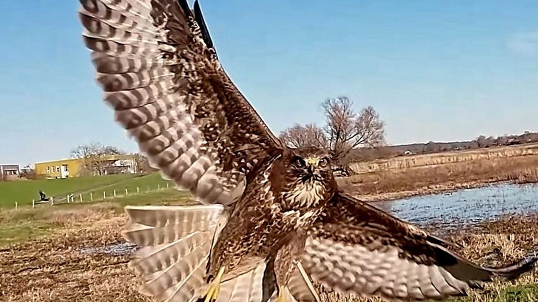 Een buizerd botste bijna op een drone.