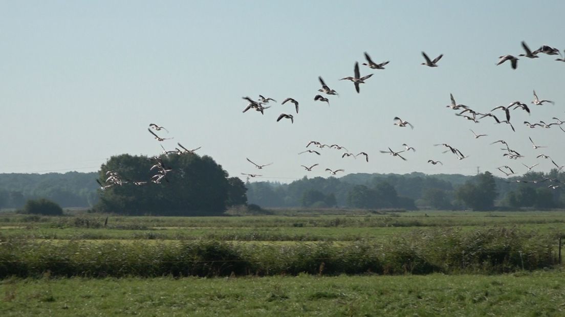 Veluwse boeren zijn ganzen zat.
