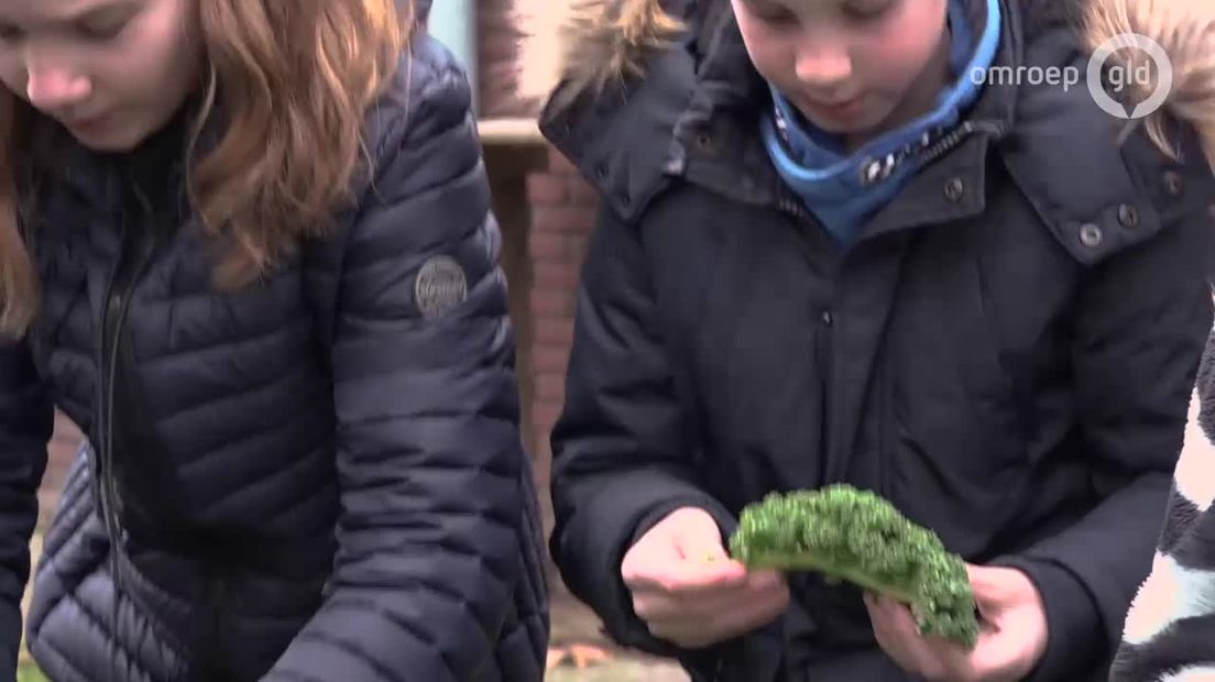 Gelderland Helpt