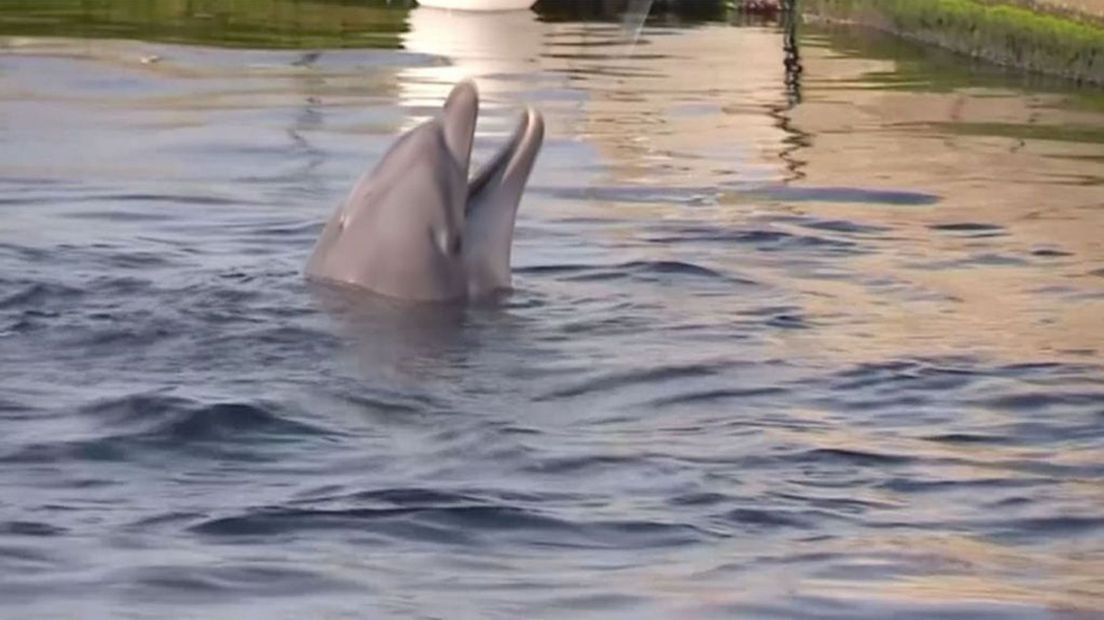 Dolfinarium mag in ieder geval één dolfijn niet exporteren naar China