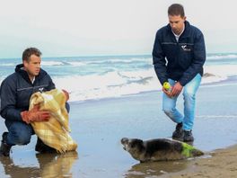 John en Sam helpen gestrande zeehond: 'Ze komen vaak op het strand terecht en huilen om mama'