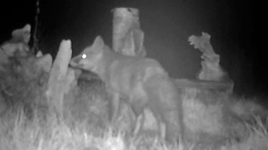 Opmerkelijk bezoek bij vogelvoederplek in tuin