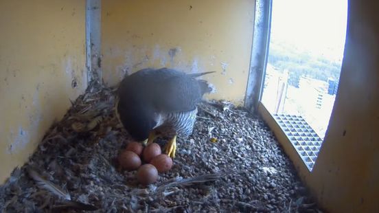 Slechtvalken bij Gasunie broeden maar liefst vijf eieren uit: 'Het wordt dringen voor de vogels'