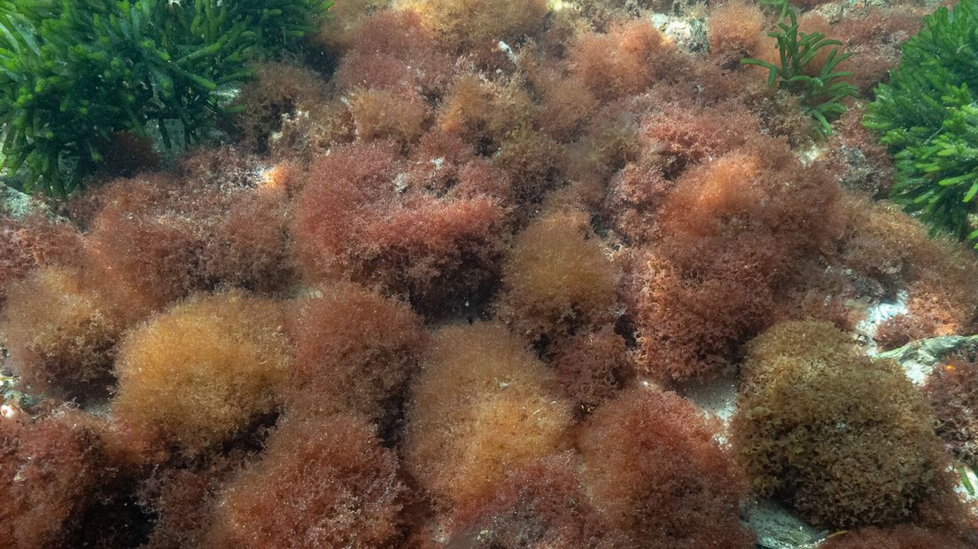 Radicilingua mediterranea (het rode zeewier dat nieuw was voor het Grevelingenmeer)
