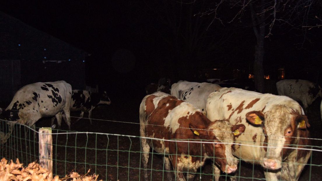 De koeien werden naar buiten gedirigeerd