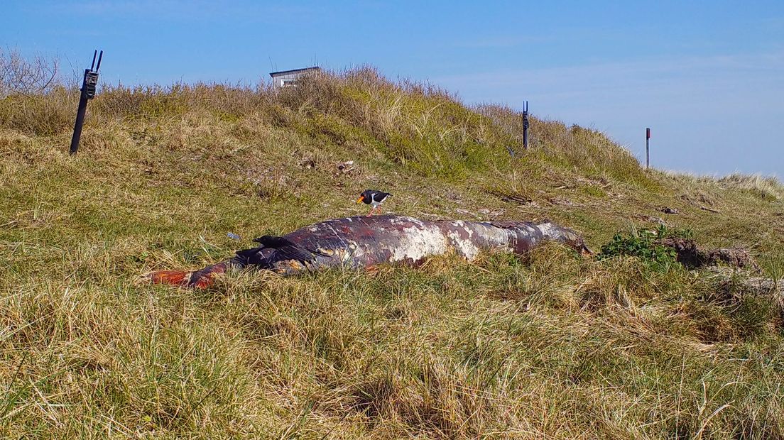 Het kadaver van de dwergvinvis, eind april 2021