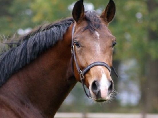 Gezocht: paarden voor de bereden RTV Drenthe