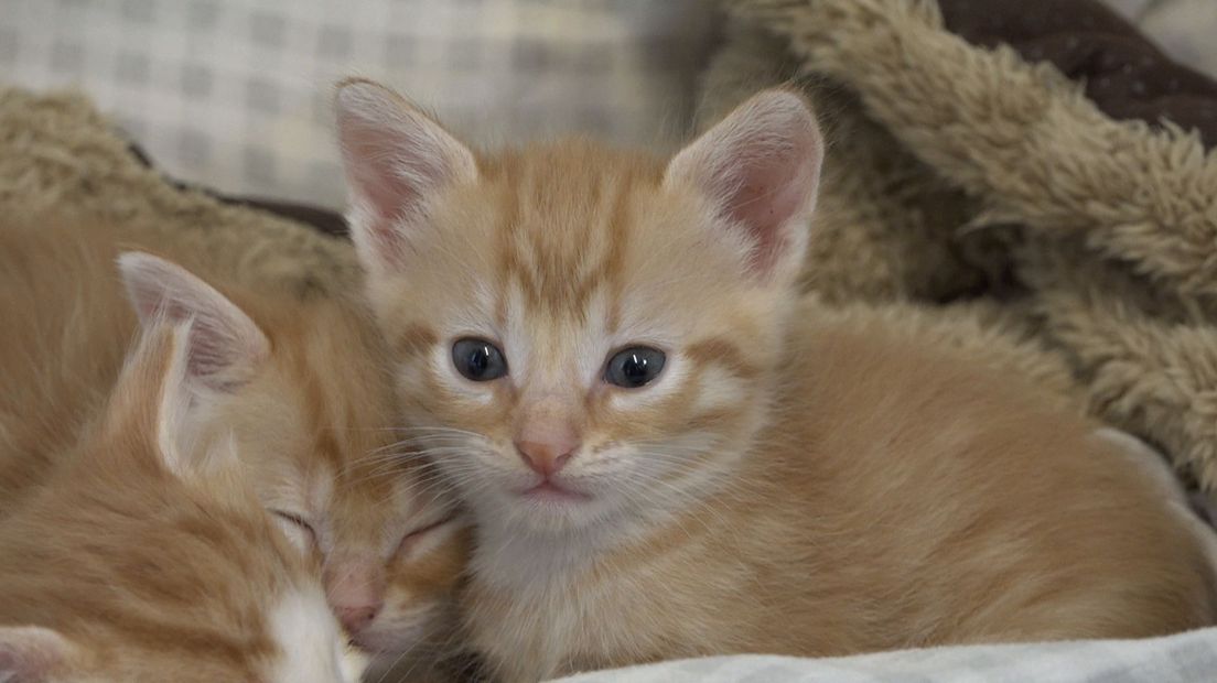 Vermelding Van streek Quagga Geboortegolf in Haags Dierencentrum: 55 kittens zoeken nieuw baasje -  Omroep West