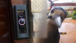 Vreemde vogel belt aan bij Moyra en dat is gefilmd