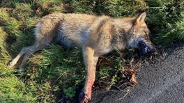 Wolf doodgereden door vrachtwagen op snelweg