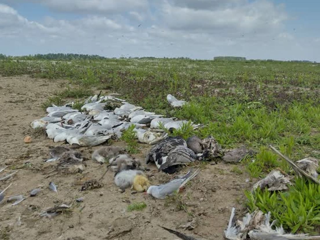 Bij een eerder onderzoek vorige week werden veel dode vogels aangetroffen