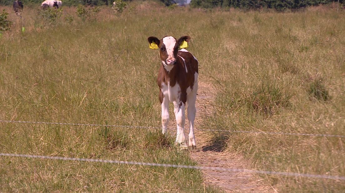 De koeien van boer Charl van de Sande kunnen zelfstandig de weg oversteken