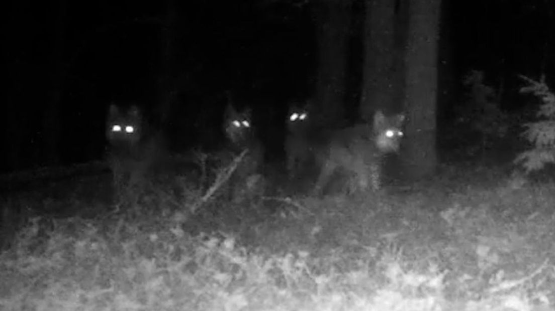 Een roedel van negen wolven laat zich zien op de Noord-Veluwe.
