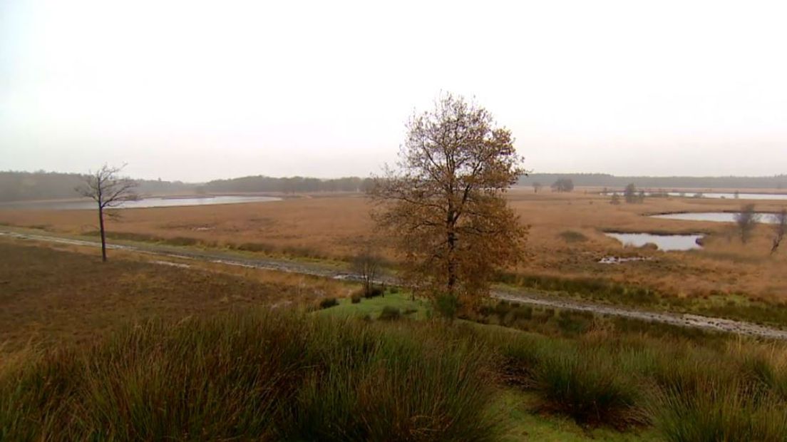 De Duurswouderheide heeft veel te bieden, zowel op natuurgebied als op cultuurhistorisch vlak (Rechten: RTV Drenthe)