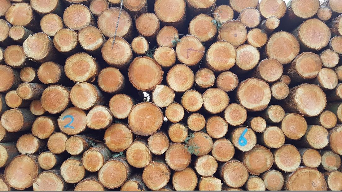 Gekapte bomen Apemeer Drents-Friese Wold
