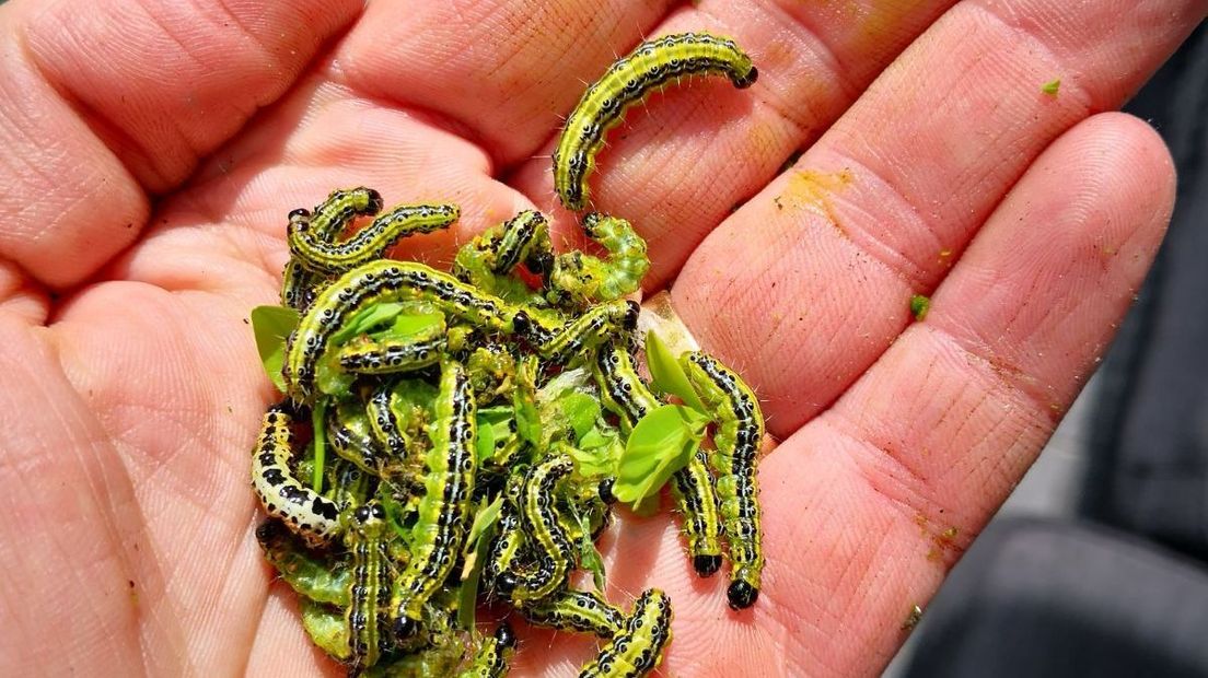 De buxusrups sloeg ook in de tuin van Jaap de Goffau in Yerseke toe.