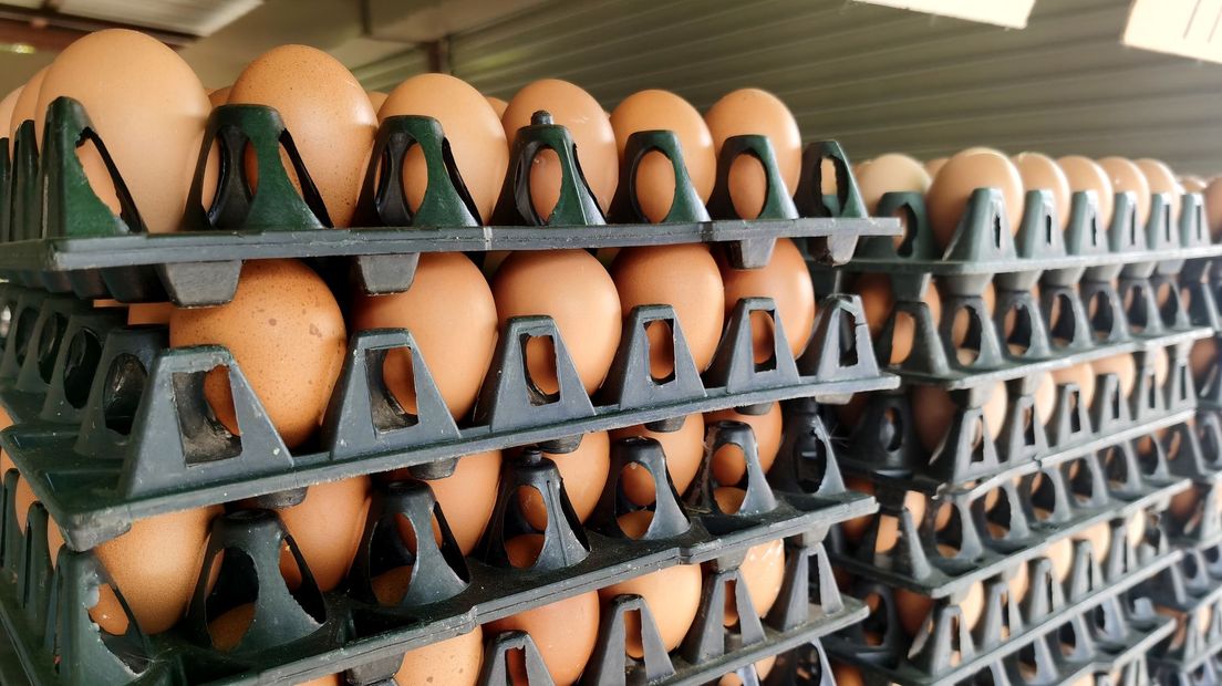 Vermoorden melk produceren Paaseitje tikken? Prijs eieren met ruim kwart gestegen - RTV Oost