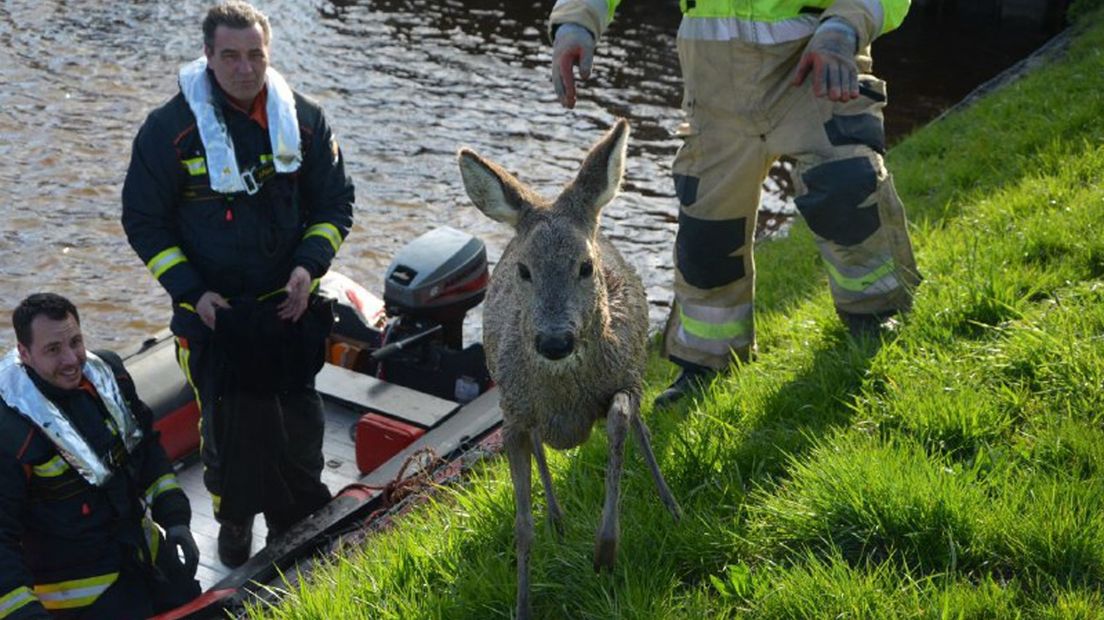 De ree liet zich makkelijk vangen door de brandweerlieden en werd daarna uitgezet in een weiland.