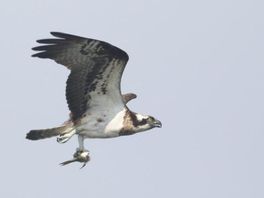'Papa' visarend, eerder dan ooit, terug in de Biesbosch