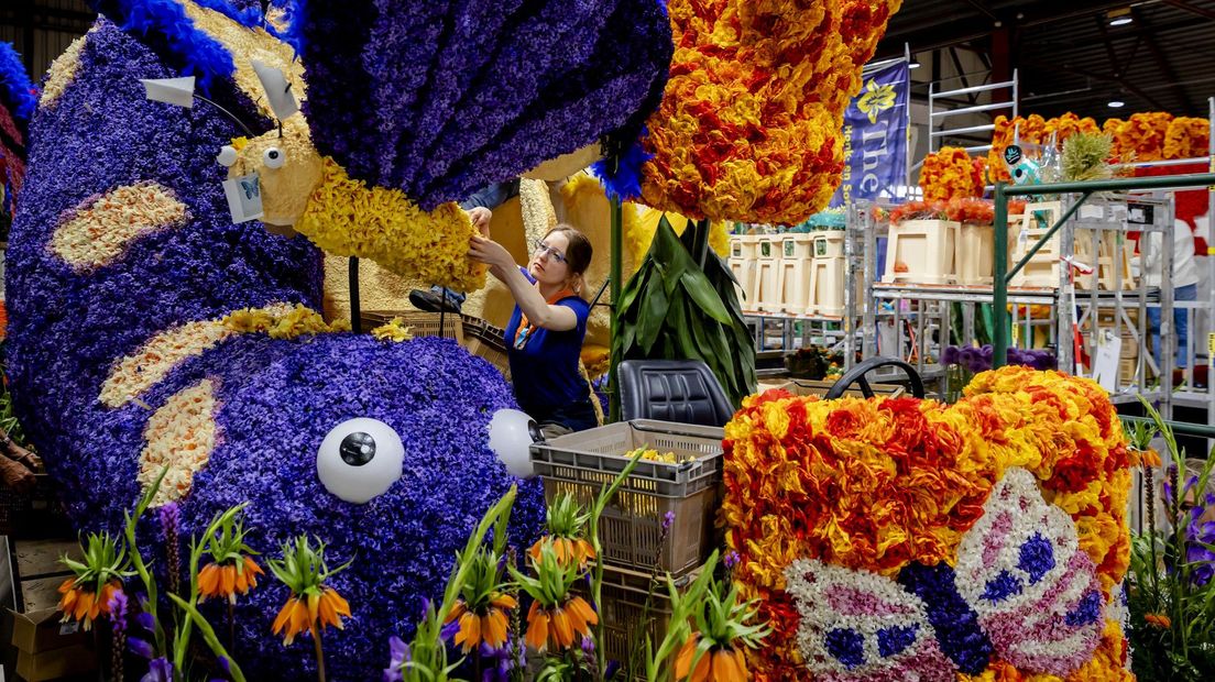 Bloemensteker aan het werk aan praalwagens, met bloemen versierde wagens, die worden opgebouwd voor het jaarlijkse Bloemencorso