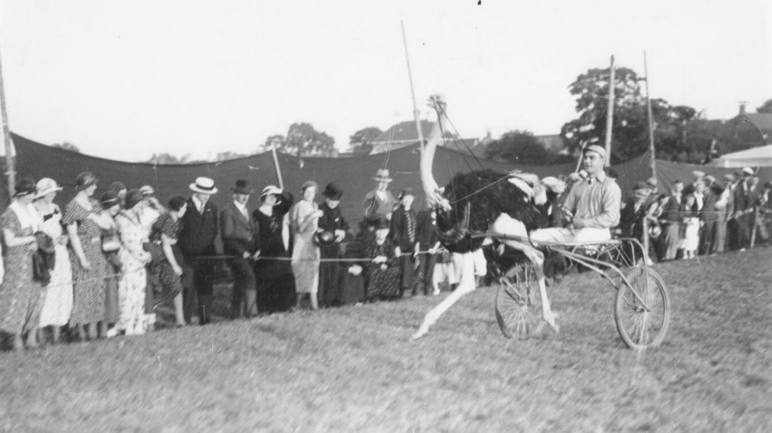 Een struisvogelrace in Grijpskerk rond 1910