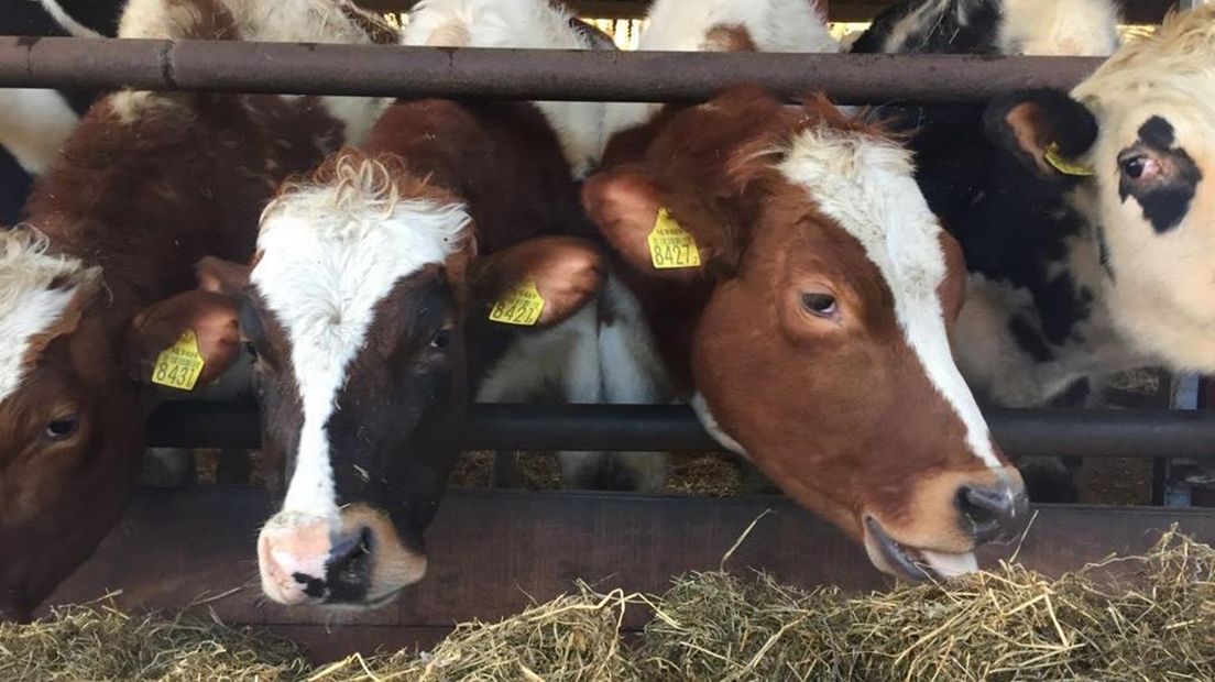 Koeien in Twente gaan op dieet