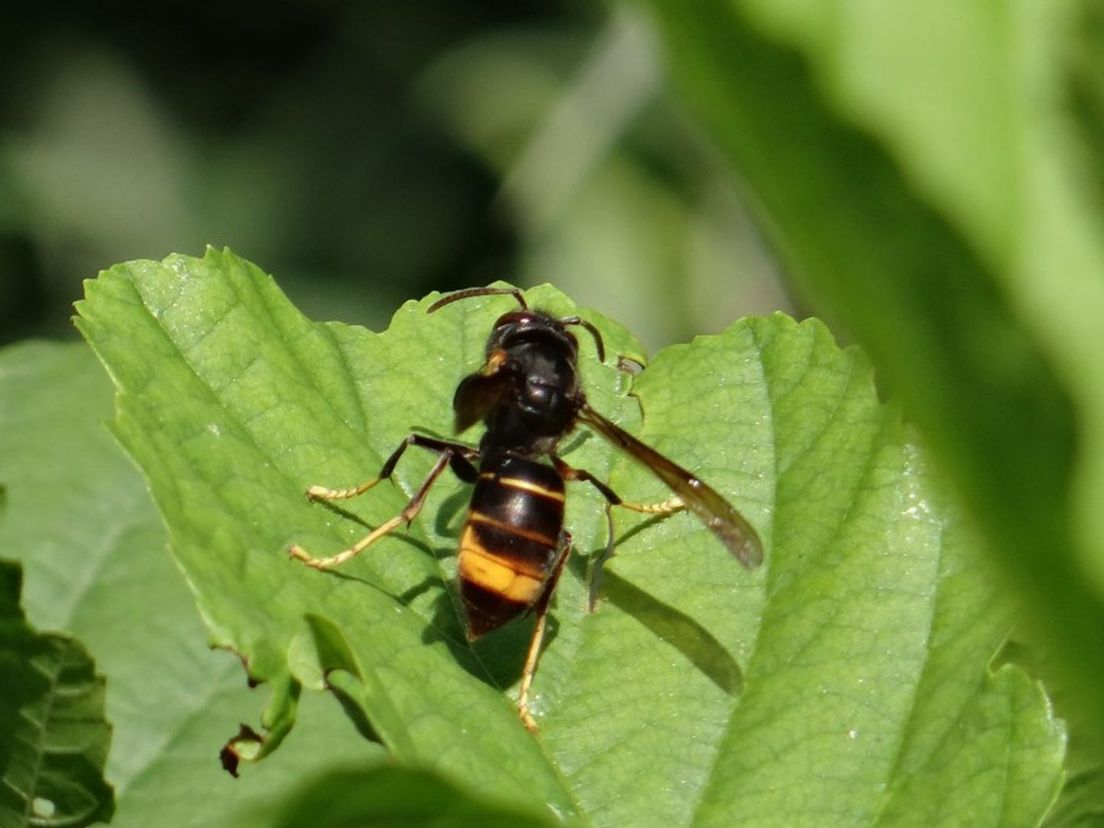 'Aziatische hoornaar is vooral gevaarlijk voor de natuur'