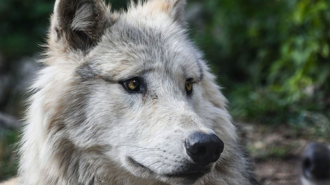 Niet de bewuste wolf.