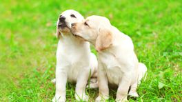 ‘Honden in Susteren niet verwaarloosd’